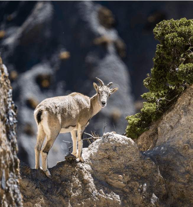 BLUE SHEEP NEPAL.png