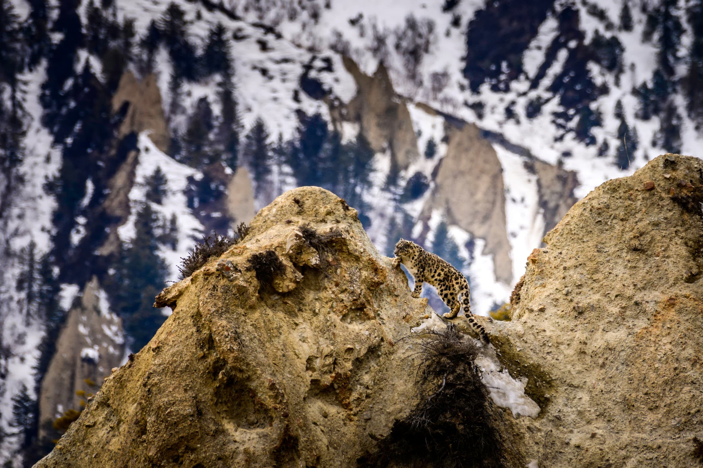 SNOW LEOPARD NEPAL.jpg