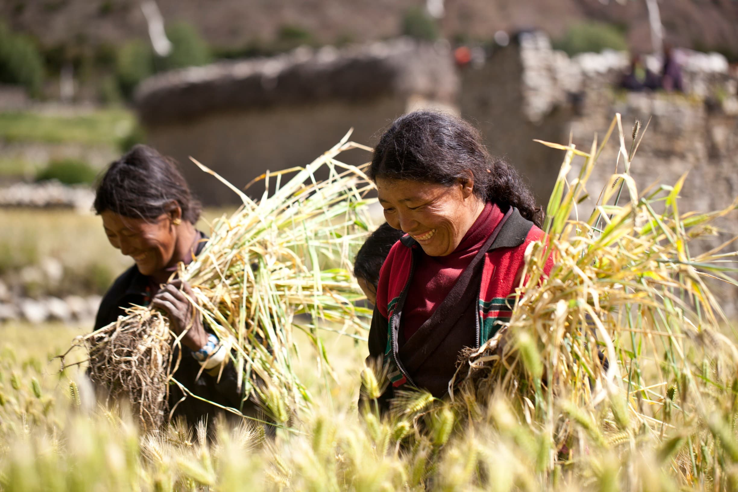 dolpo-village-farming.jpg