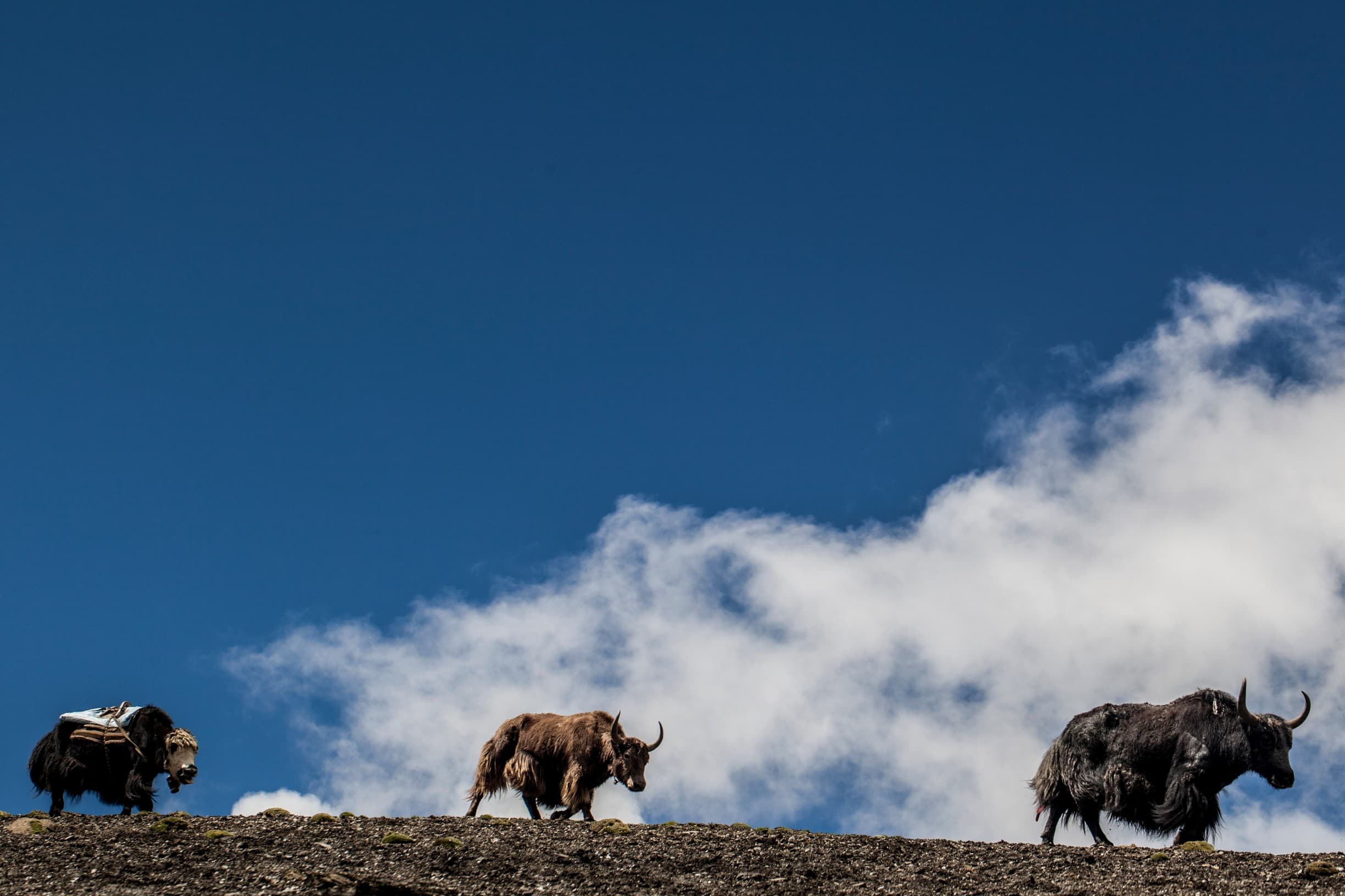 dolpo-yaks.jpg